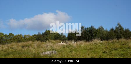 I Rams scozzesi hanno corna arricciate mentre invecchiano Foto Stock