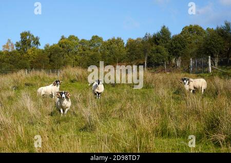 I Rams scozzesi hanno corna arricciate mentre invecchiano Foto Stock
