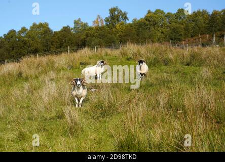 I Rams scozzesi hanno corna arricciate mentre invecchiano Foto Stock