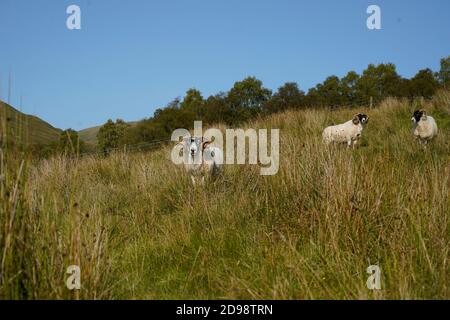 I Rams scozzesi hanno corna arricciate mentre invecchiano Foto Stock