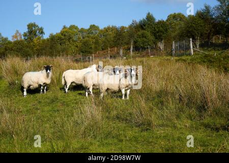 I Rams scozzesi hanno corna arricciate mentre invecchiano Foto Stock