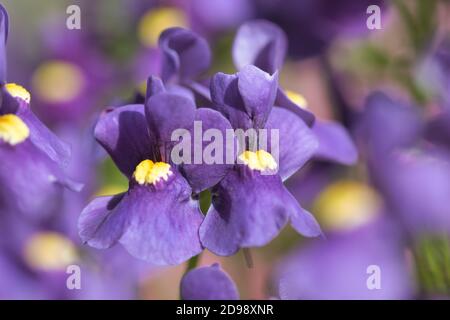 Viola blu e viola nemesia fiori in fiore primo piano, vivace sfondo floreale colorato con fuoco selettivo e sfocature Foto Stock