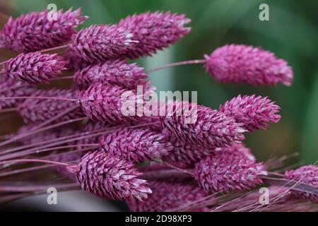 Rosa mauve ornamentale erba fiori primo piano, secca bunnytail texture su un verde scuro sfondo sfocato, artistico Foto Stock