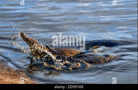 Il coccodrillo del Nilo (Crocodylus niloticus) è un grande coccodrillo originario degli habitat di acqua dolce in Africa, dove è presente in 26 paesi. È ampiamente distribuito in tutta l’Africa sub-sahariana, che si trova soprattutto nelle regioni centrali, orientali e meridionali del continente, e vive in diversi tipi di ambienti acquatici come laghi, fiumi, paludi e paludi. Zimbabwe. Foto Stock