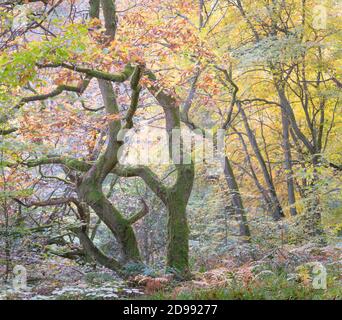 Antichi querce intrecciate in un bosco in autunno, con foglie dorate e muschio verde brillante sui tronchi e rami dell'albero. Foto Stock