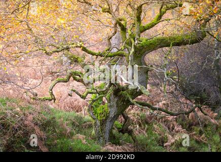 Antichi querce intrecciate in un bosco in autunno, con foglie dorate e muschio verde brillante sui tronchi e rami dell'albero. Foto Stock