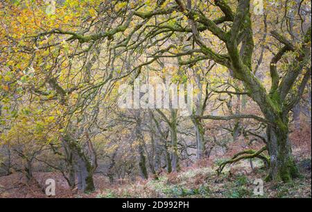 Antichi querce intrecciate in un bosco in autunno, con foglie dorate e muschio verde brillante sui tronchi e rami dell'albero. Foto Stock