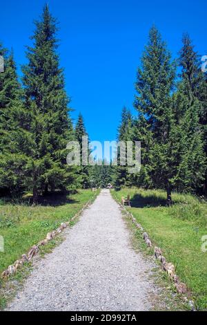 Parco vicolo con panchine in legno in verde foresta Foto Stock