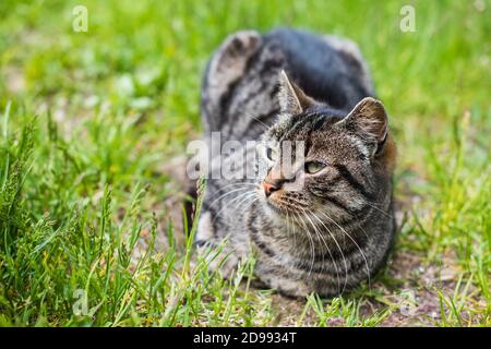 Ritratto di un gatto tabby grigio con lunghi whisker. Foto Stock