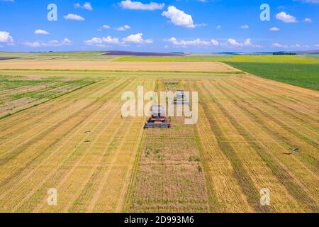 Vista aerea del campo di raccolta del grano, macchine mietitrebbia che lavorano sul campo estivo Foto Stock