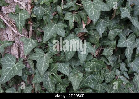 Hedera helix - verde edera tesse un tronco di albero Foto Stock