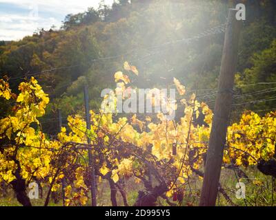Grapevine alla fine dell'autunno Foto Stock