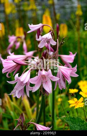 amaryllis belladonna,belladonna giglio,amaryllis giglio,amaryllis gigli, fiori rosa,fiore,fioritura,RM Floral Foto Stock