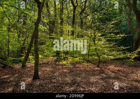 Alberi giovani che crescono in una soleggiata radura a Ecclesall Woods, antico bosco vicino a Sheffield, Regno Unito. Foto Stock