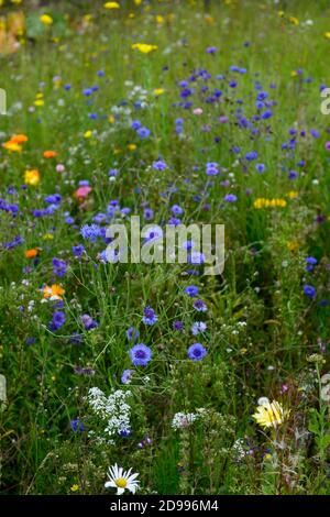 cornflower, blu wildflower mix, misto, combinazione, cornflower, fiori selvatici, prato di fiori selvatici, fioritura, insetto amichevole, rm floreale Foto Stock