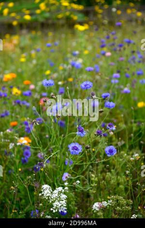 cornflower, blu wildflower mix, misto, combinazione, cornflower, fiori selvatici, prato di fiori selvatici, fioritura, insetto amichevole, rm floreale Foto Stock