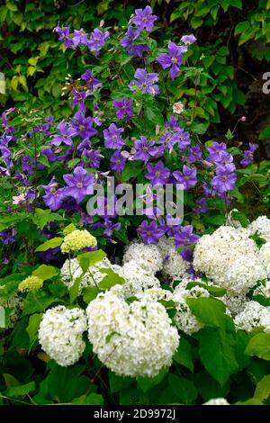 Hydrangea arborescens annabelle,clematis viticella wisley,fiori viola e bianchi,fiori,fiori,fioritura,testa fiorita,perenne,erbacea, fioritura Foto Stock