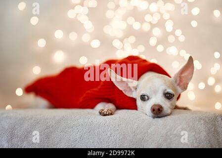 Felice anno nuovo, Natale, cucciolo chihuahua. Vacanze e celebrazione Foto Stock