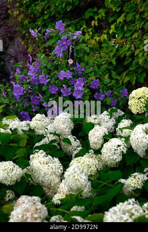 Hydrangea arborescens annabelle,clematis viticella wisley,fiori viola e bianchi,fiori,fiori,fioritura,testa fiorita,perenne,erbacea, fioritura Foto Stock