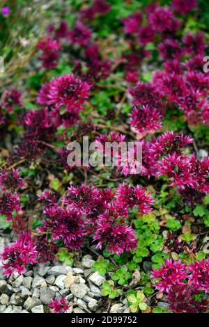 sedum spurium coccineum, stonecrop coccineum caucasico, pianta strisciante, coperchio a terra, fiori rossi, fiore, fioritura, mat-forming perennial, RM Floral Foto Stock