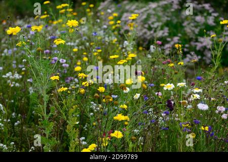 fiori selvatici gialli, mix, misto, combinazione, fiore di mais, margherita, margherite, fiori selvatici, prato di fiori selvatici, fioritura, insetto amichevole, rm floreale Foto Stock