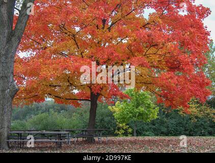 Alberi di acero rosso brillante sotto piantato con erbe perenni Foto Stock
