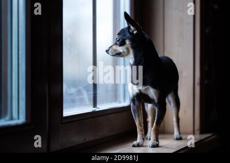 Russo Toy terrier in piedi sul davanzale e guardando fuori la finestra. Foto Stock