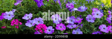 Petunie viola, lavanda e rosa interpiantate con erbe Foto Stock