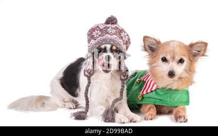 Due chihuahua vestiti per Natale su sfondo withe Foto Stock