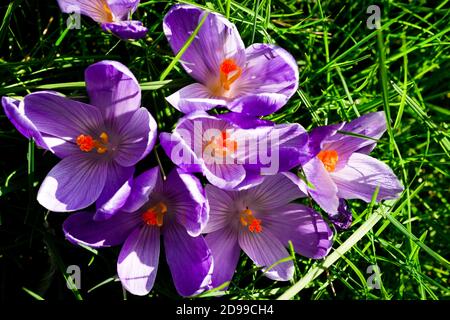 Fiori di crocus viola con pistilli arancioni su un prato verde in inverno. Foto Stock