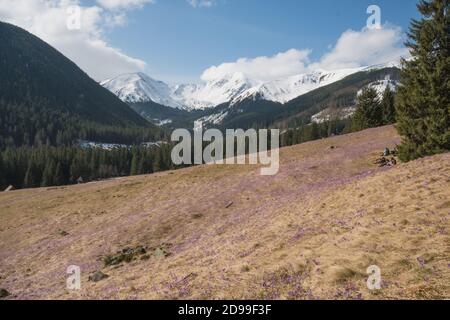 Croccus nella valle. Primavera in montagna tatra. Bel tempo primaverile. Foto Stock