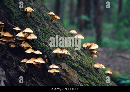 I funghi piccoli crescono su un tronco d'albero in estate foresta Foto Stock
