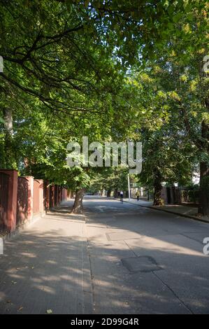 Tranquilla strada deserta con grandi corone di alberi verdi in una giornata di sole, Kaliningrad, Russia, vista verticale Foto Stock
