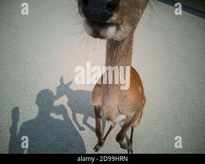 Capriolo (Itsukushima, Giappone) Foto Stock