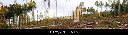 Volti del cambiamento climatico: Chilometri di terreno forestale sono stati uccisi a causa della siccità, del calore e del barbabietole. Alberi macellati lasciando un campo di battaglia Foto Stock