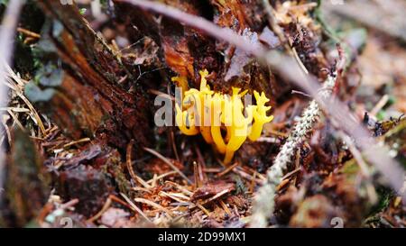 Macro immagine di un fungo dorato Ramaria Aurea nel foresta in autunno Foto Stock