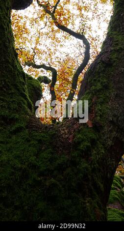 Vista attraverso i rami di una vecchia quercia nella Taunus foresta con foglie colorate in autunno Foto Stock