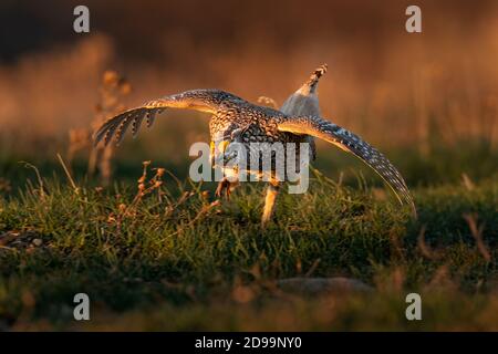Sharp Tailed Grouse Foto Stock