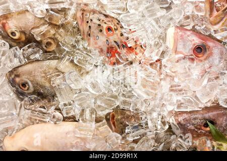 Pesce coperto di ghiaccio nel mercato. Gli occhi chiari denotano freschezza. Foto Stock
