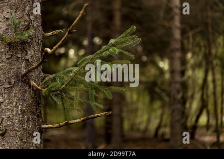 Ramoscio verde in foresta colorata oscura circostante Foto Stock