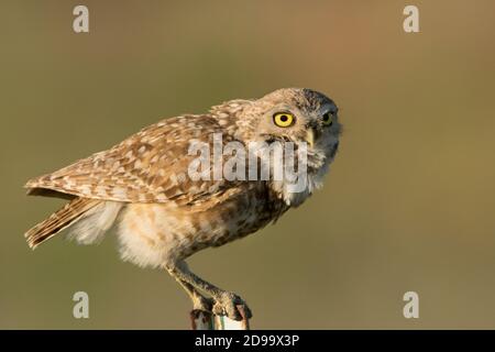 Scavando Il Gufo Foto Stock