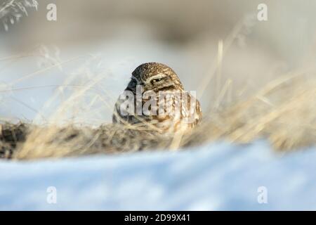 Scavando Il Gufo Foto Stock