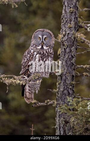 Grande gufo grigio arroccato Foto Stock