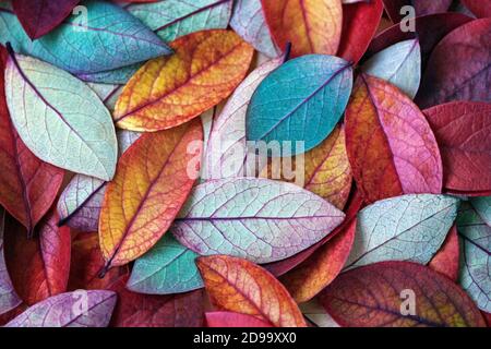 foglie autunnali variegate di fondo, multicolore di consistenza autunnale Foto Stock