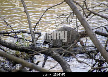 Un procione che cammina su un ramo di albero parzialmente sommerso che fa parte di un albero morto caduto che si trova in acqua. Foto Stock