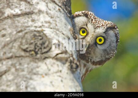 Aegolius funereus Foto Stock