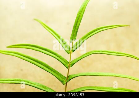 Un bel tipo di lunga foglia verde sul tetto pianta Foto Stock