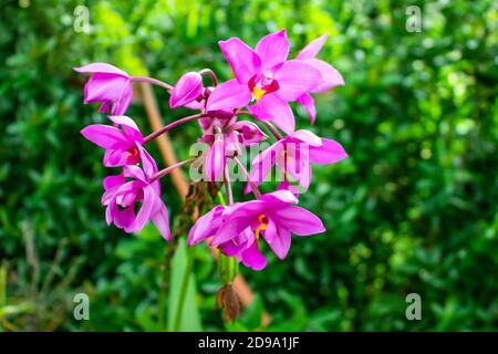 Un gruppo di belle Orchidee Moth per fiorire fiori rosa Foto Stock