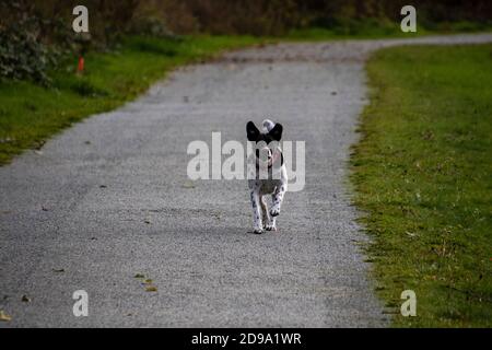 Un mix di buca bull bianco e nero che corre verso il macchina fotografica su un sentiero di ghiaia con erba su entrambi i lati Foto Stock