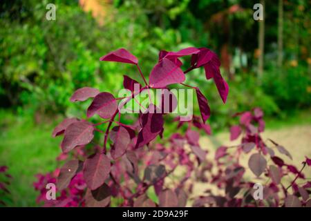 Molto bella e bella foglia colorata nel giardino Foto Stock